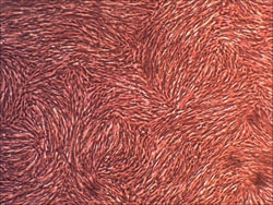 Cell Systems Corporation Primary Human Dermal Fibroblast Cells (Pooled)