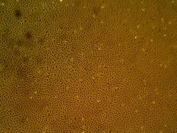 Cell Systems Corporation Primary Human Dermal Microvascular Endothelial