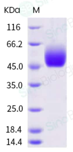 Sino Biological Human SIRP alphaV2 Protein (ECD, His Tag) 100ug, Quantity:
