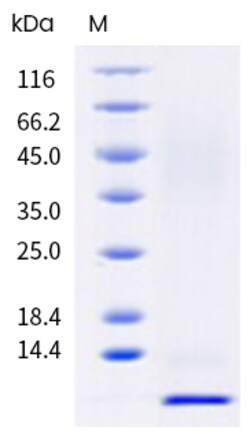 Sino Biological Recombinant Human MUC-1 Protein (His Tag), HPLC-verified,