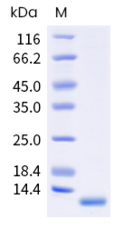 Sino Biological wheat Tri a 14 Protein 250ug (Sino Biological), Quantity: