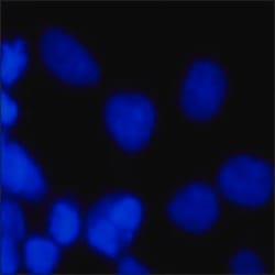 BisBenzimide H 33342 trihydrochloride, Sigma-Aldrich