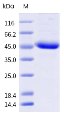 Sino Biological Pla a 2 Protein 250ug (Sino Biological), Quantity: Each