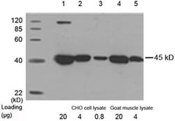 Genscript Corporation THE beta Actin Antibody [HRP], mAb, Mouse, Quantity: