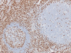 Newcomer Supply CD3, T-Cell Control Slides, 10/set