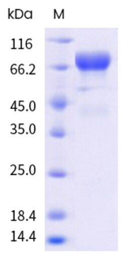 Sino Biological&nbsp;Influenza A H7N9 (A/Shanghai/1/2013) Hemagglutinin / HA-specific B cell probe Protein Trimer (Y108F, AVI & His Tag), Biotinylated (MALS-verified) 20 µg