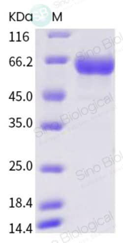 Sino Biological SARS-CoV Spike S2-His Recombinant Protein 100ug, Quantity: