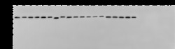 Sino Biological Pan Influenza A Nucleoprotein Antibody, Mouse MAb, Quantity: