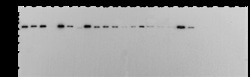 Sino Biological Pan Influenza A Nucleoprotein Antibody, Mouse MAb, Quantity: