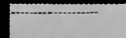 Sino Biological Pan Influenza A Nucleoprotein Antibody, Rabbit MAb 100µg,