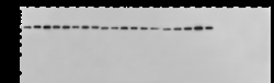 Sino Biological Pan Influenza A Nucleoprotein Antibody, Rabbit MAb 100ug,