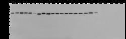 Sino Biological Pan Influenza A Nucleoprotein Antibody, Rabbit MAb 100µg,