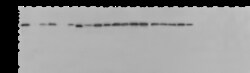 Sino Biological H3N2 NP MAb 20ug (Sino Biological), Quantity: Each of 1
