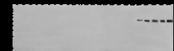 Sino Biological Pan Influenza B Nucleoprotein Antibody, Mouse MAb 100ug,