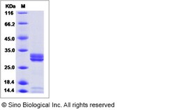 Sino Biological Enterovirus D68 (EV-D68) (strain Fermon) VP4 Protein (Fc