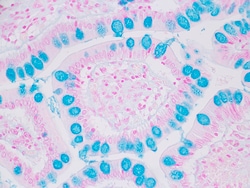 Newcomer Supply&nbsp;Alcian Blue pH 2.5, Goblet Cell Control Slides, 98/set