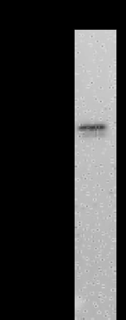 Sino Biological SARS-CoV-2 Nucleocapsid Antibody, Mouse MAb, Quantity: