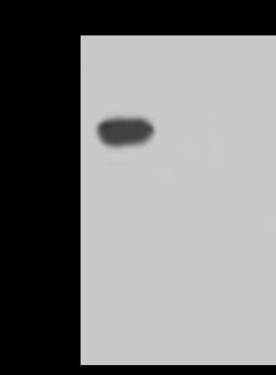 Sino Biological SARS-CoV-2 NP-CoV MAb 20ul (Sino Biological), Quantity: