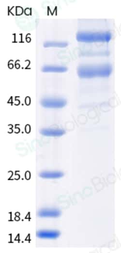Sino Biological SARS-CoV-2 Spike S1+S2 (D80A, LAL242-244 deletion, R246I,