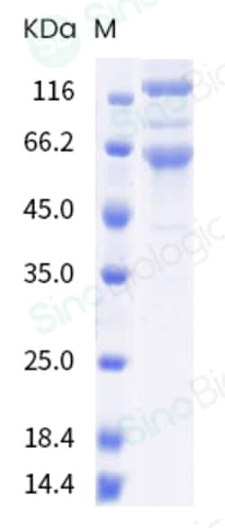Sino Biological SARS-CoV-2 Spike S1+S2 (E154K, L452R, E484Q, D614G, P681R,