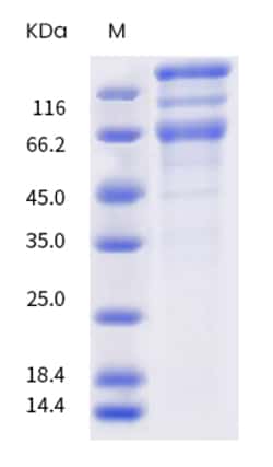 Sino Biological SARS-CoV-2 Spike S1+S2 (E484K, F565L, D614G, V1176F) Protein