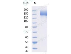Sino Biological SARS-CoV-2 B.1.1.7 Spike S1+S2 trimer Protein (ECD, His