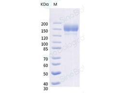 Sino Biological SARS-CoV-2 (B.1.1.7 + E484K) Spike S1+S2 trimer Protein