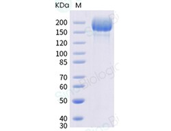 Sino Biological SARS-CoV-2 B.1.1.529 (Omicron) S1+S2 trimer Protein ( ECD,