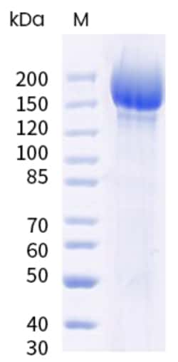 Sino Biological SARS-CoV-2 (BA.4.6) Spike S1+S2 trimer Protein ( ECD, His