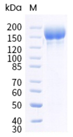Sino Biological SARS-CoV-2 BA.2.75.2 (Omicron) Spike S1+S2 trimer Protein