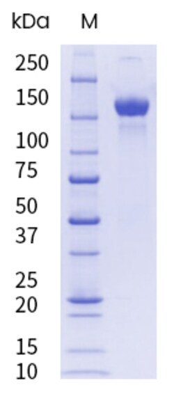 Sino Biological&nbsp;SARS-CoV-2 (2019-nCoV) Spike S1+S2 ECD (R683A, R685A, F817P, A892P, A899P, A942P, K986P, V987P)-His Recombinant Protein (HPLC-verified), Endotoxin-Free