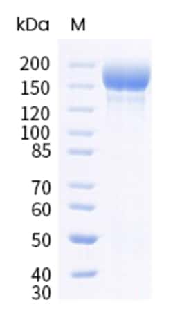 Sino Biological SARS-CoV-2 BQ.1.1 (Omicron) Spike S1+S2 trimer Protein