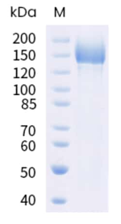 Sino Biological SARS-CoV-2 XBB.1.5 (Omicron) Spike S1+S2 trimer Protein