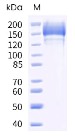 Sino Biological SARS-CoV-2 Spike Protein 100ug (Sino Biological), Quantity: