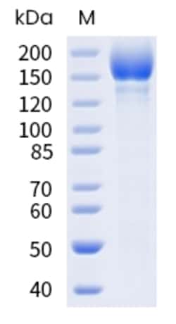 Sino Biological SARS-CoV-2 Spike Protein 100ug (Sino Biological), Quantity: