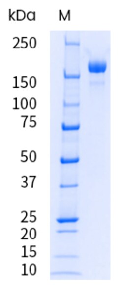 Sino Biological&nbsp;SARS-CoV-2 JN.1 (Omicron) Spike S1+S2 trimer Protein (ECD, His Tag)(HPLC-verified), Endotoxin-Free
