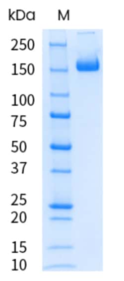 Sino Biological&nbsp;SARS-COV-2 KP.2 (Omicron) Spike S1+S2 trimer Protein (ECD, His Tag), Endotoxin-Free
