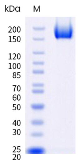 Sino Biological&nbsp;SARS-COV-2 XFG.3 (Omicron) Spike S1+S2 trimer Protein (His Tag) (MALS-verified) 100 µg