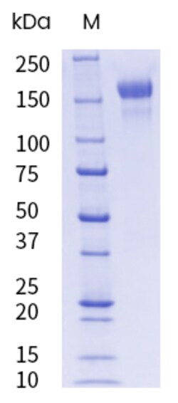 Sino Biological&nbsp;SARS-CoV-2 Spike S1+S2 (D614G) trimer Protein (ECD, His tag) (HPLC-verified), Endotoxin-Free