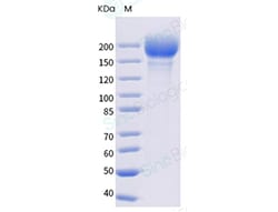 Sino Biological SARS-CoV-2 Spike S1+S2 trimer Protein (ECD, His & AVI Tag),