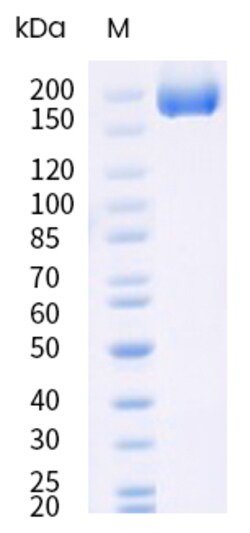 Sino Biological&nbsp;SARS-COV-2 LF.7 (Omicron) Spike S1+S2 trimer Protein (His & AVI Tag), Biotinylated (MALS-verified) 20