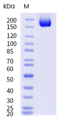 Sino Biological&nbsp;SARS-COV-2 JN.1 (Omicron) Spike S1+S2 trimer Protein (His & AVI Tag), Biotinylated (MALS-verified) 20
