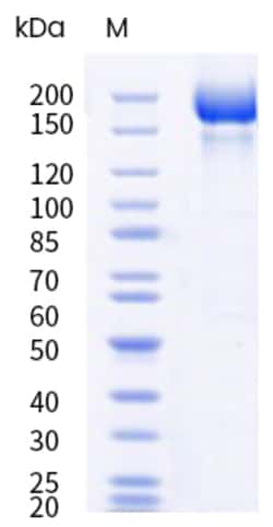 Sino Biological&nbsp;SARS-COV-2 XBB.1.5 (Omicron) Spike S1+S2 trimer Protein (His & AVI Tag), Biotinylated (MALS-verified) 20
