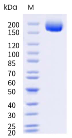 Sino Biological&nbsp;SARS-COV-2 XEC (Omicron) Spike S1+S2 trimer Protein (His & AVI Tag), Biotinylated (MALS-verified) 20