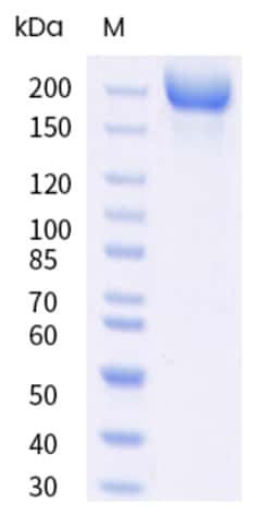 Sino Biological&nbsp;SARS-CoV-2 (2019-nCoV) Spike S1+S2 trimer Protein (His & AVI Tag), Biotinylated (MALS-verified) 20