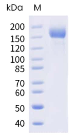 Sino Biological SARS-CoV-2 (BA.4/BA.5/BA.5.2) Spike S1+S2 trimer Protein