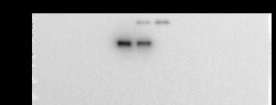 Sino Biological SARS-CoV-2 Spike S2 Antibody, Mouse MAb 100uL, Quantity: