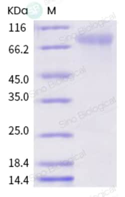 Sino Biological SARS-CoV-2 (2019-nCoV) Spike S2 ECD(708S-1207E)-His Recombinant