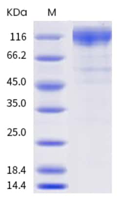 Sino Biological SARS-CoV-2 Spike Protein 100ug (Sino Biological), Quantity: