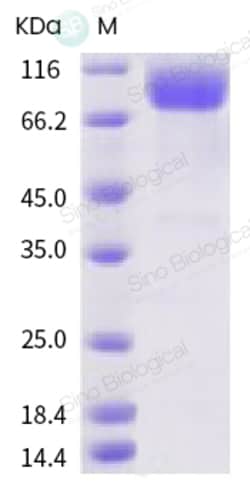 Sino Biological SARS-CoV-2 (2019-nCoV) Spike S1 NTD-Fc & AVI Recombinant